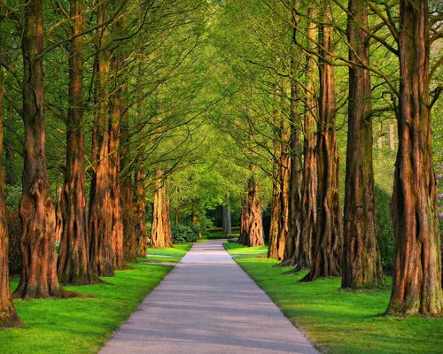 A quiet evening view of a suburban pedestrian pathway lined with green trees